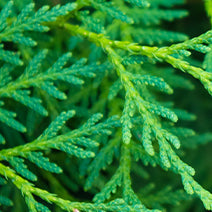 Virginian Cedarwood