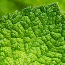Western US Peppermint