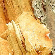 White Camphor