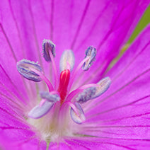 Wild Geranium Extract