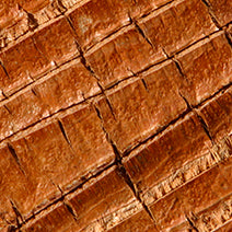 Buddha Wood