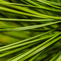 Douglas Fir
