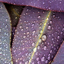 Eucalyptus Radiata