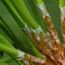 Fir Needle