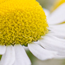 German Chamomile