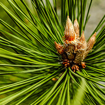 Himalayan Cedarwood