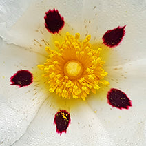 Labdanum Absolute