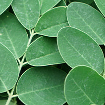 Moringa
