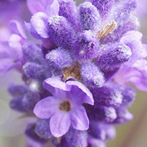 Organic Lavender