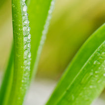 Organic Tea Tree