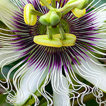 Passionflower