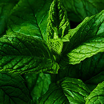 Peppermint