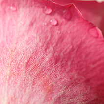 Rose Hydrosol