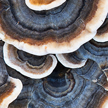 Turkey Tail