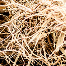 Vetiver