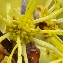 Witch Hazel