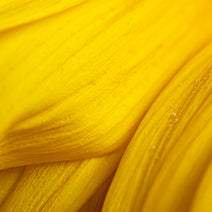 Arnica Extract