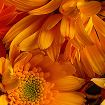Calendula Hydrosol