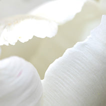 Camellia Seed Oil