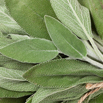 Dalmatian Sage