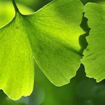 Ginkgo Biloba