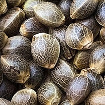 Hemp Seed Oil