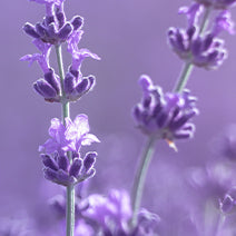 Lavender Fine