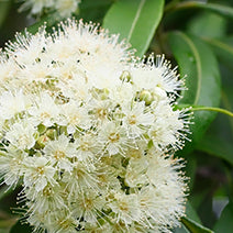 Lemon Myrtle