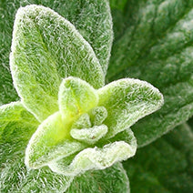 Oregano