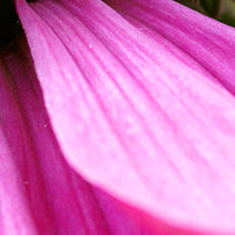 Organic Echinacea Blend
