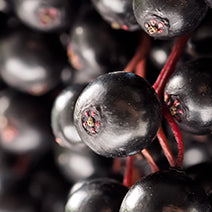 Organic Elderberry