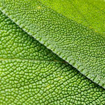 Organic Sage