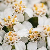 Organic Yarrow