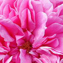 Rose Absolute