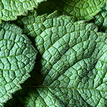 Spearmint
