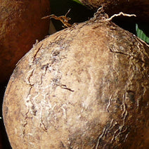 Tamanu Seed Oil