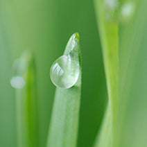 Tea Tree Hydrosol