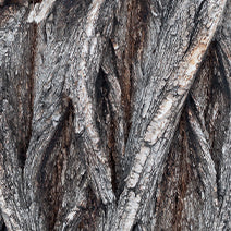 Willow Bark Extract