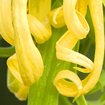 Ylang Ylang Complete